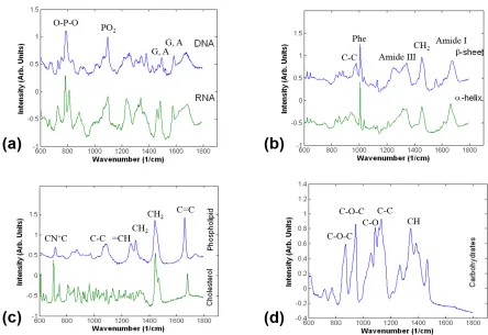 Fig. 9. Vibrational modes associated with most prominent Raman bands corresponding to the backbone in nucleic acids.(a) PO− symmetric stretching associated with the band near 1095 cm−1.