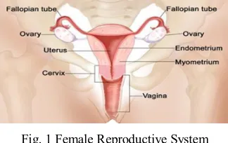 Fig. 1 Female Reproductive System 