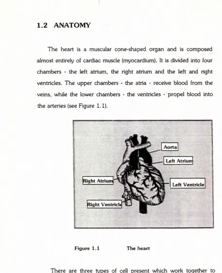 Figure 1.1 The heart