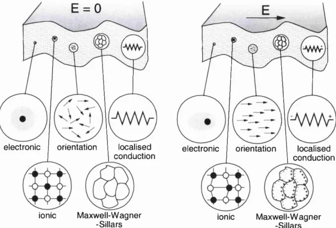 Figure 2-2: Schematic interpretation of poiarisation processes