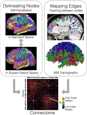 FIGURE 1Generating a macroscale connectome involves estimating its nodes and edges. The nodes are typically gray matter (GM) regions(cortical and subcortical) defined either geometrically, functionally or cyto/myelo‐architectonically