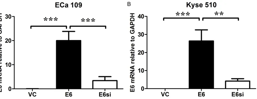 Figure 1. HPV-16 E6 mRNA expression levels in ECa 109 and Kyse 150 cells received different treatments