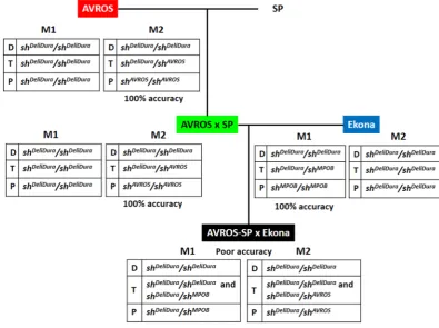 Figure 2. Fruit form prediction using SHELL markers in different accessions. Single marker prediction was highly accurate in the accessions tested, except in AVROS-SP (Serdang fertile pisifera) × Ekona.