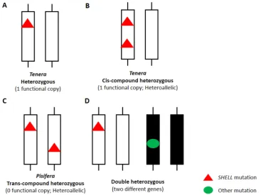 Figure 4. The zygosity of loss-of-function mutations in SHELL gene. (A) Tenera palm that carried a single heterozygous mutation, only produce 1 functional copy of the gene