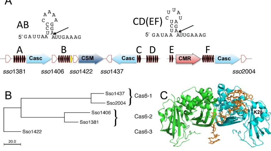 Figure 1.The CRISPR-Cas system of Sulfolobus solfataricus. (A) Schematic diagram showing CRISPR-Cas organization in the S