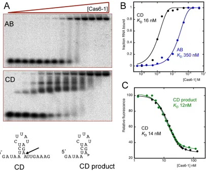 Figure 4.Multiple turnover cleavage of CRISPR repeats by Cas6-1. (A) 10 nM Cas6-1 was incubated with 4 �M 32P-labelled CD-repeat under multipleturnover conditions (see ‘Materials and Methods’ section)