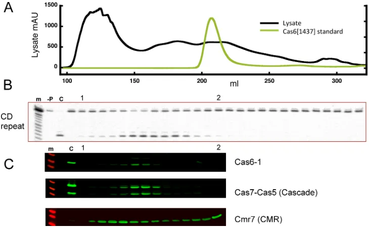 Figure 6.A non-CRISPR-repeat substrate for Cas6-3. ncRNA60 precur-sor is cut by Cas6-3 at a similar rate and site to the AB-repeat, but not byCas6-1