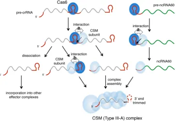 Figure 7.Model for biased uptake of AB-family crRNAs into the CSM complex. Cas6 binding to pre-crRNA creates two possibilities for interactionsbetween bound Cas6 and CSM subunits: (a) 3′ of the cleavage site at the nascent 5′-handle sequence, or (b) 5′ of 
