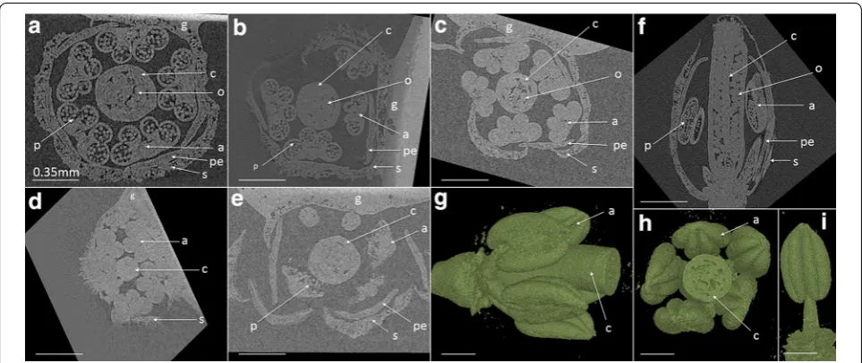 Fig. 2 X-ray µCT XY cross section image of flower stage 11 (Arabidopsis single buds at different developmental stages