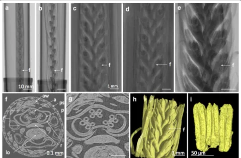 Fig. 4 X-ray µCT radiographs, XY cross sections and 3D rendered images of Barley spikes manually removed from the tiller