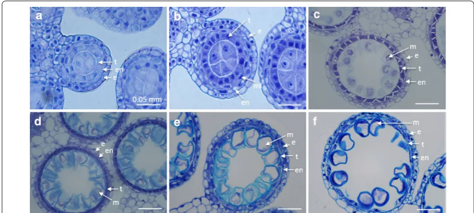 Fig. 6 Barley anthers fixed, sectioned and stained with toluidine blue to determine flower stage