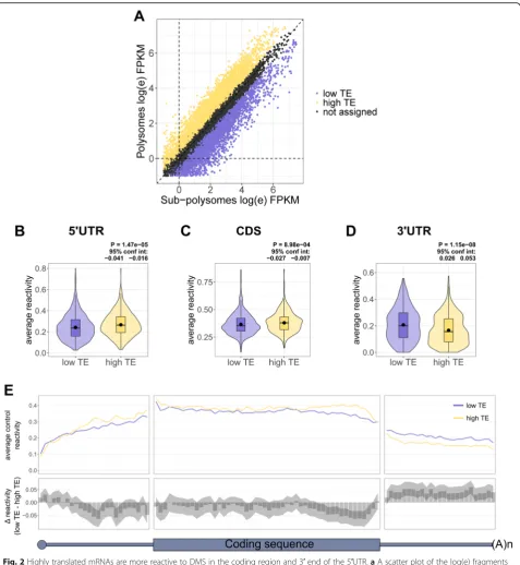 Fig. 2 Highly translated mRNAs are more reactive to DMS in the coding region and 3per kilobase million (FPKM) in the sub-polysomal and polysomal fractions, color coded by the top (high TE) and bottom (low TE) third of genesranked by the translational effic