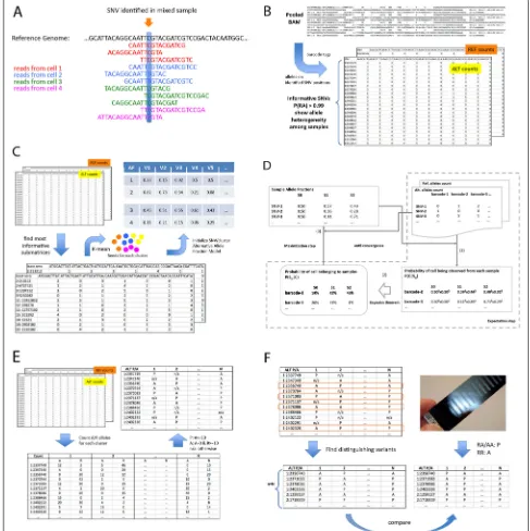 Fig. 4 The overall pipeline of scSplit tool. a SNV identified based on reads from all cells which have similar or different genotypes