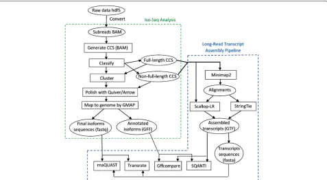 Fig. 2 Workflow for analyzing the SRA PacBio datasets, combining the long-read transcript assembly pipeline (right) with the Iso-Seq Analysispipeline (left)