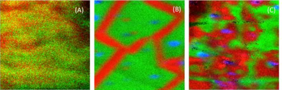 Figure 8 shows side-by-side comparison of the interface region (100 µm x 100 µm) for the same 5, 10 and 30 min