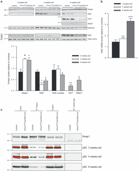 Figure 526S proteasome dysfunction in neurons impairs the Keap1-Nrf2 pathway. (Psmc1cortices at 3, 4 and 6 weeks old