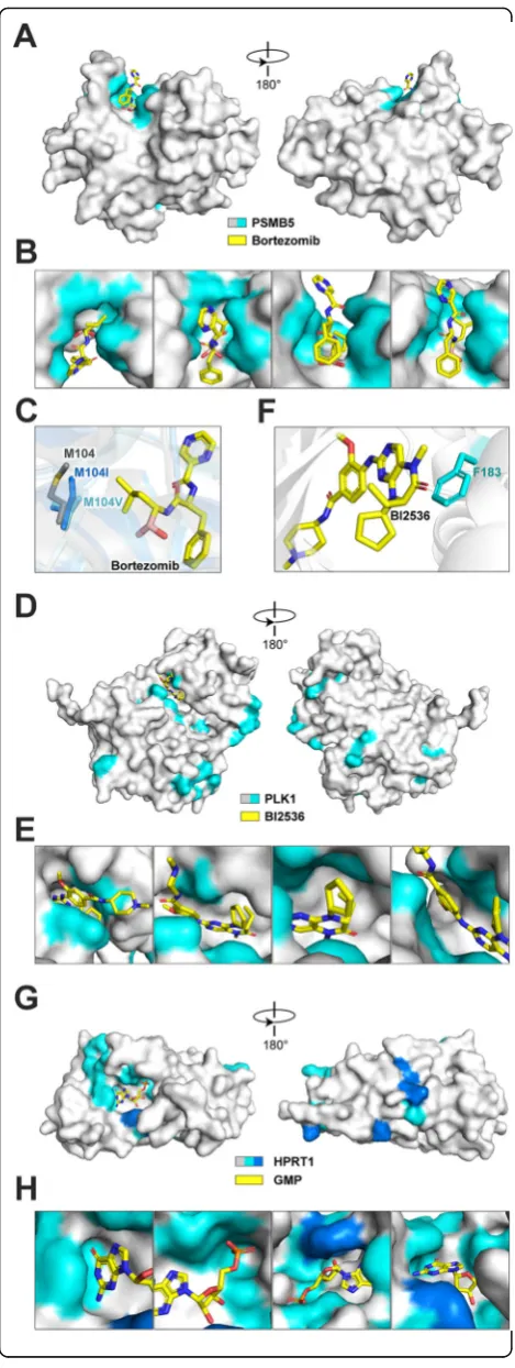 Fig. 6 Functional maps of PSMB5, PLK1, and HPRT1 at structureshown the interface of PSMB5 and Bortezomib.comparison of PSMB5 M104, M104I, and M104V interacts withBortezomib (PDB code: 2F16, 4QVN, and 4QVQ).level