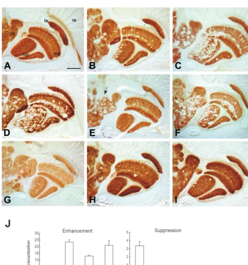 Figure 5.vap interacts with members of the Egfr/Ras pathway. In all panels ﬂies were 18-day-old except in E and F, which were aged forachieved by reducing the dose of Egfr in adulthood ((6 days