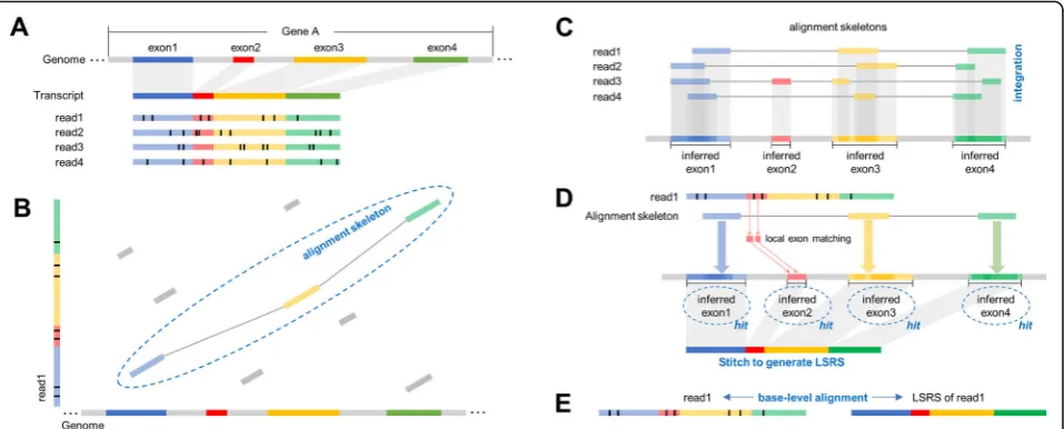 Fig. 1 A schematic illustration of the deSALT approach.blue, red, yellow, and green; introns are marked by gray color) and four reads that all sequence throughout the whole transcript (assuming thatGene A has only one isoform)
