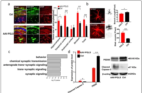 Fig. 6 Molecular functional study ofRepresentative immunoblots of PSD95 and caspase-3 in brains from AAV-PGLS and Ctrl mice at 12 months of age (0.0383 for caspase-3; unpairedprefrontal cortexvoxels than AAV-control group (mice in most brain regions (unpai