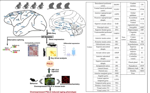 Fig. 1 Schematic view of this study. We used 4 young and 3 aged macaques across 44 brain regions to study aging mechanism in NHPs throughmultifaceted analyses (connectivity analysis, differentially expressed gene analysis, alternative splicing analysis, an