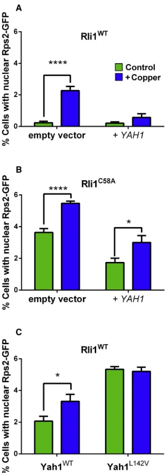 Figure 6. Rli1 Function Depends on Yah1 Expression Level duringCopper Stresswithout 0.35 mM Cu(NOcline was excluded