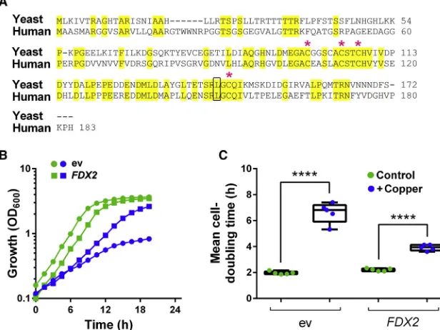Figure 7. The Human Ferredoxin, Fdx2, Con-