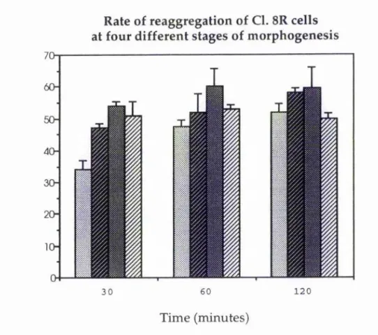 Figure 3.E.  The rate of reaggregation of Cl. 8R cells at four different  stages of one passage in vitro (at 0,4, 7 and 11 days after plating onto  tissue culture plastic)