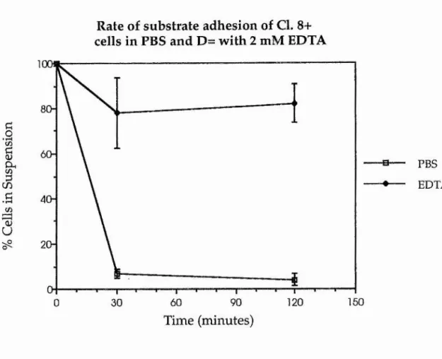 Figure 3.F.  The rate of adhesion of Cl. 8+ cells to a plastic substrate  when incubated in media allowing for either the presence or absence  of Ca^+ and Mg^+