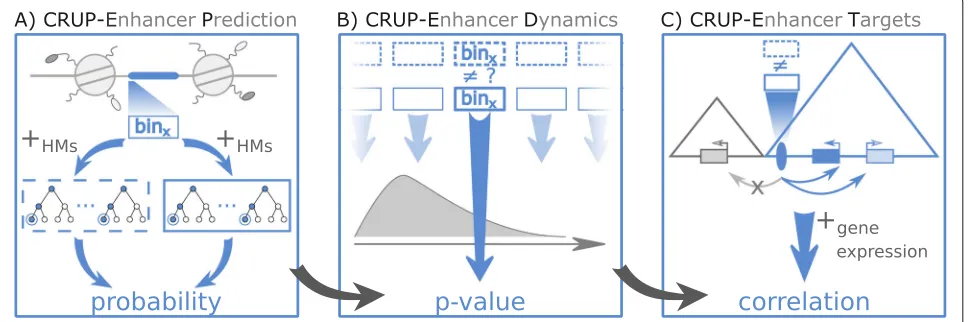 Fig. 1 Schematic overview. Condition-specific Regulatory Units Prediction (CRUP) is a three-step framework to predict active enhancers (values for each bininspects each differential enhancer region (blue ellipse) within its topologically associated domain 