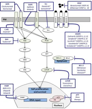 Figure 1: Molecular targets in small cell lung cancer 
