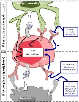 Figure 2: Targeting the immune system in small cell lung cancer  
