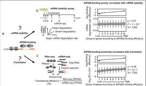 Fig. 4 AtPAB-binding efficiency positively correlates with translational efficiency. a The possible consequences of AtPAB binding to mRNAs