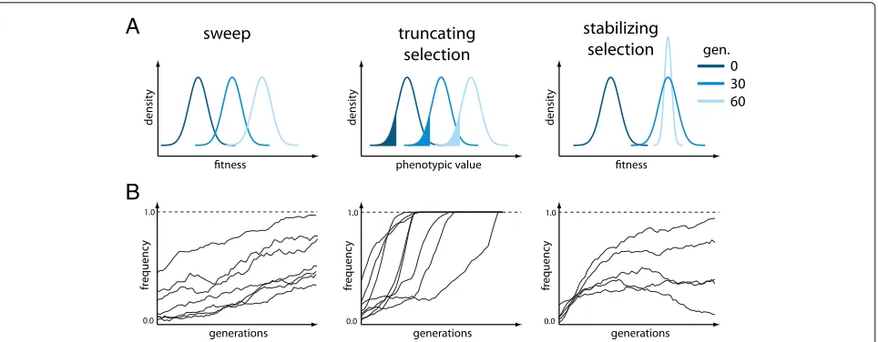 Fig. 1 Overview of the simulated scenarios. a Response to selection with either fitness (sweep, stabilizing selection) or the phenotypic value(truncating selection) being displayed for three time points