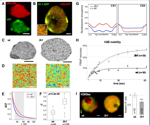 Fig. 3 H1 depletion has a strong impact on euchromatin organization with increased dispersion of nanoscopic domains, altered distribution of0.001, see also Additional fileanalyses show decreased regularity in the spatial chromatin distribution pattern inof
