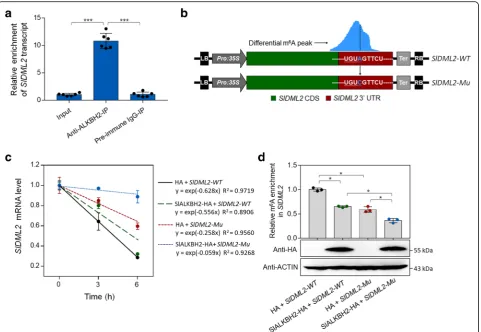 Fig. 9 SlALKBH2 protein bindsblue.modification site identified in m SlDML2 transcript and promotes its stability by m6A demethylation