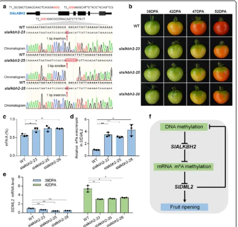 Fig. 10 SlALKBH2 is necessary for normal tomato fruit ripening.DNA methylation and m a Genotyping of mutations mediated by CRISPR/Cas9 gene-editing system inslalkbh2-23, slalkbh2-25, and slalkbh2-28 mutants