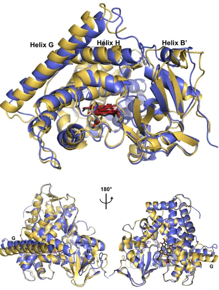 Figure 1.4. Overlay of substrate-free (open, gold) and substrate-bound (closed, blue) forms of P450 BM3