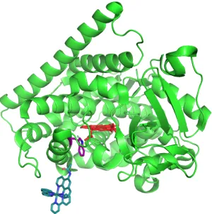 Figure 2.8. Overlay of RuK97C-P450BM3 with wild type substrate-free and substrate-bound forms