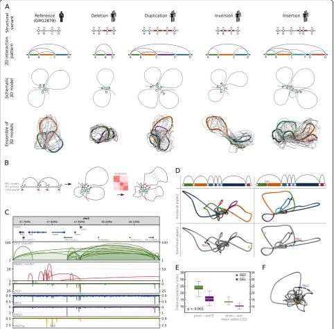 Fig. 3 Computational algorithm for modeling topological alterations caused by SVs.the chromatin modeling method at the level of loops