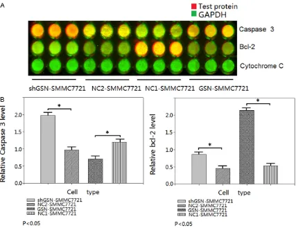 Figure 6. Expression of apoptosis factors caspase 3, bcl-2, and cytochrome C. (A) In-cell immunoblotting detected the expression level of caspase 3, bcl-2, and cytochrome C in GSN-SMMC7721, shGSN-SMMC7721, NC1-SMMC7721 and NC2-SMMC7721