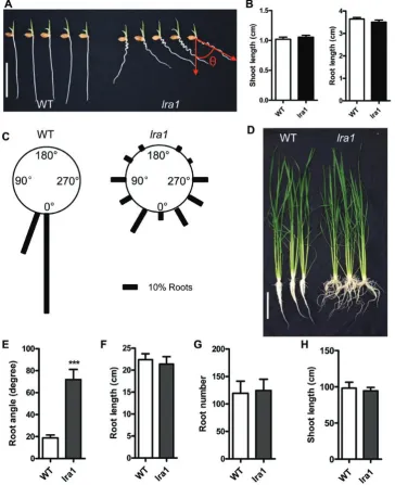 Fig 1. Phenotype of the lra1 mutant and the wild-type (WT). (A) 3-d-old WT and lra1 seedlings grown in solution culture