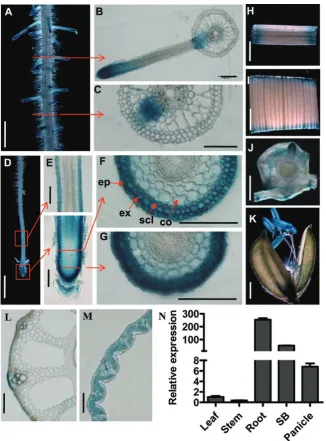 Fig 3. Tissue-specific expression patterns of OsPIN2. (A–M) GUS staining of transgenic plants harboring the OsPIN2p:GUS reporter gene