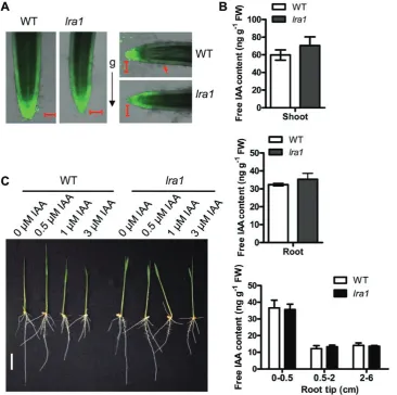 Fig 6. Mutation of OsPIN2 affects the distribution of auxin in rice root tips. (A) Auxin distribution as revealed by green fluorescence in the roots of 3-d-old indicates direction of gravity)