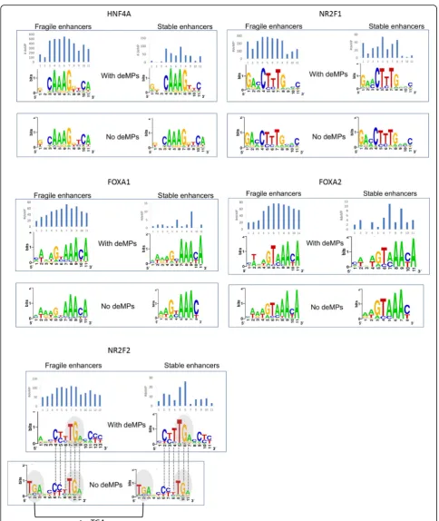Fig. 5 Multiple TFs have two variants of binding sitesprone to deMPs shows the distribution of the relative positions of deMPs along the motif