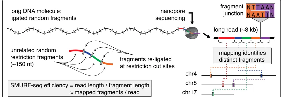 Fig. 1 SMURF-seq efficiently sequences short fragments of DNA for read-counting applications with a reference genome on long-read sequencersand yields up to 30 countable fragments per sequenced read