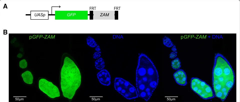 Fig. 1 TheGFP (green, left) and DNA (blue, middle) staining. Ovarioles were from the progeny of a cross between wUASp promoter contains the Gal4 target sequence upstream of the ZAM sensor transgene is not repressed in the germline of D