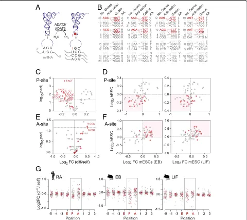 Fig. 5 Distinct codon usage signature in pluripotent cells are hetADAT-sensitive codons.adenosine-to-inosine tRNA editing at position 34 in the anticodon loop and the codons read by unmodified and modified tRNAs.dependent codons (red) that sometimes are la