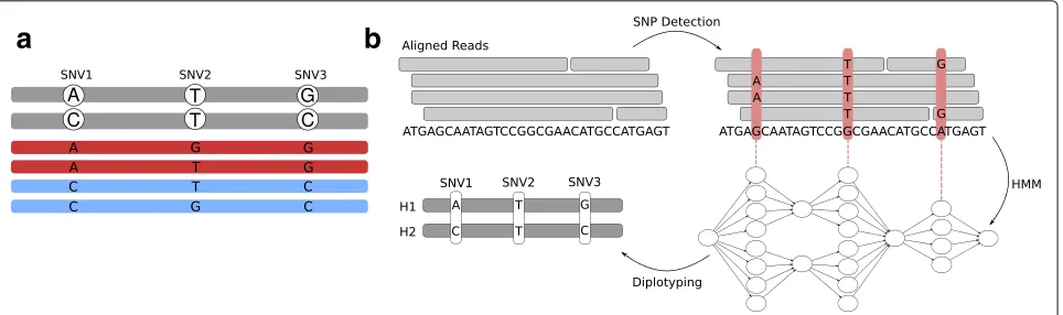 Fig. 1 Motivation and overview of diplotyping.originate from the upper haplotype, the blue ones from the lower