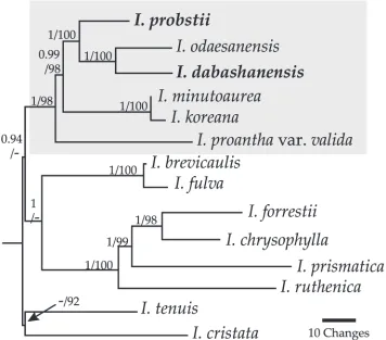 Figure 1. Phylogenetic tree showing resolution of I. dabashanensis and I. probstii (bold) in series Chin-enses (grey box)